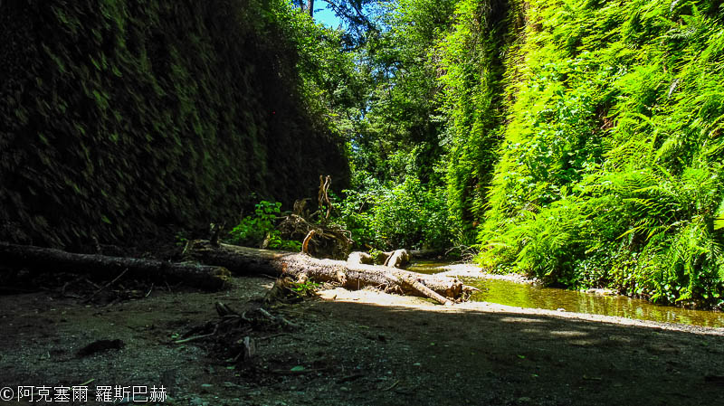 Fern Canyon