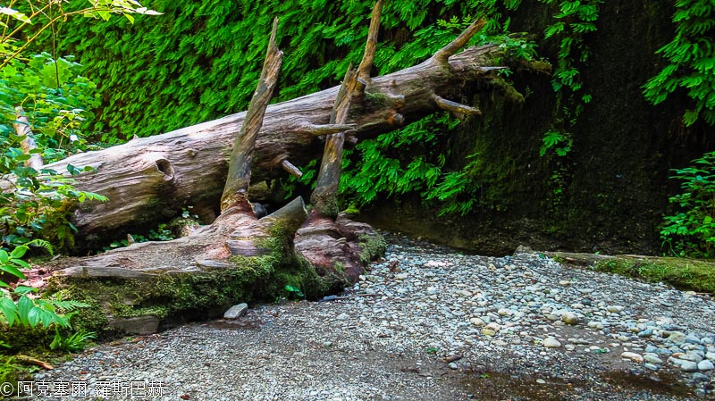 Fern Canyon