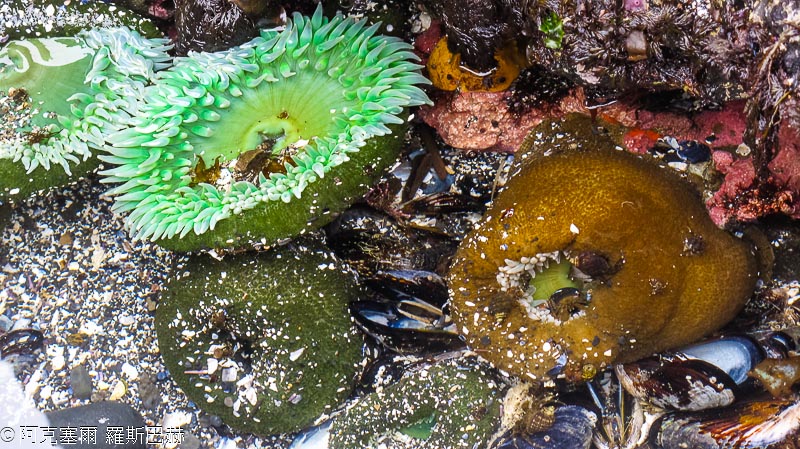 Yaquina Head Oststanding Natural Area
