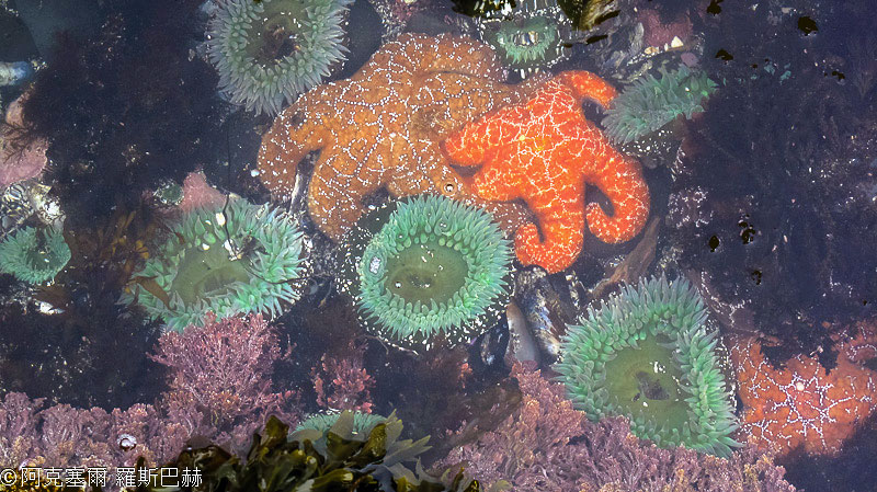 Yaquina Head Oststanding Natural Area