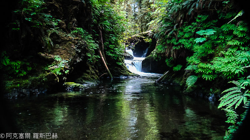 Lake Quinault Rain Forest Shore Road Loop Drive