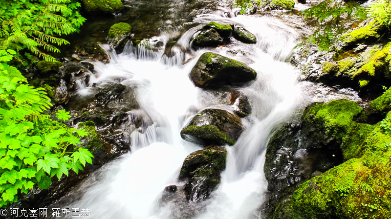 Lake Quinault Rain Forest Shore Road Loop Drive