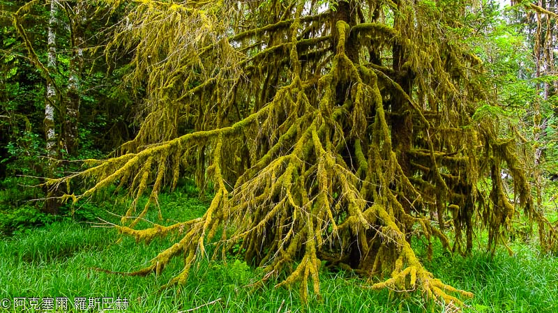 Hoh Rain Forest