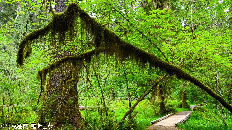 Hoh Rain Forest