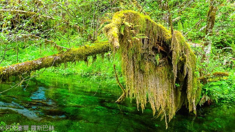 Hoh Rain Forest