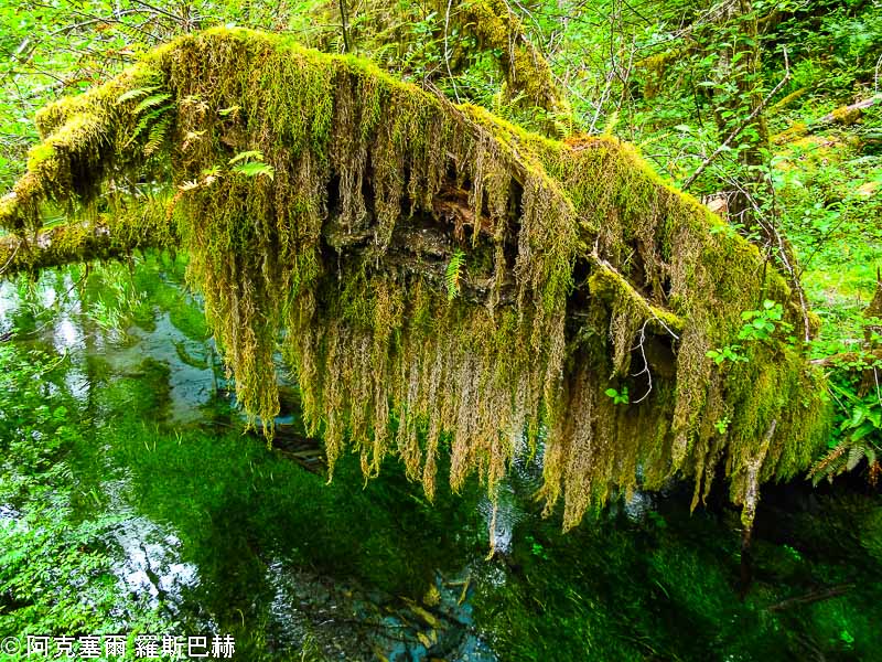 Hoh Rain Forest