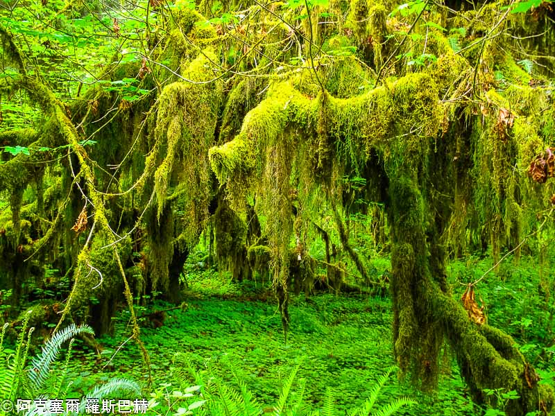 Hoh Rain Forest