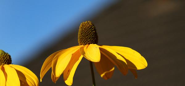 077