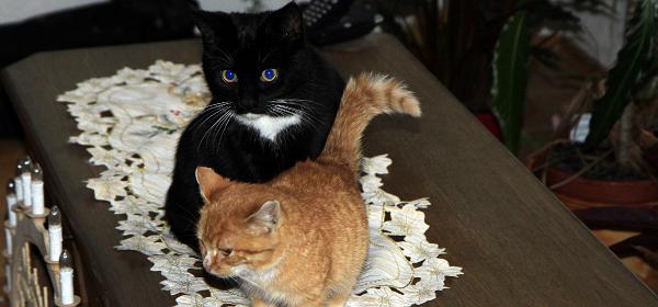 Gustav und Lisbeth