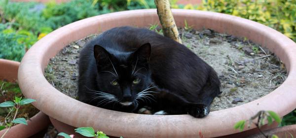 Gustav