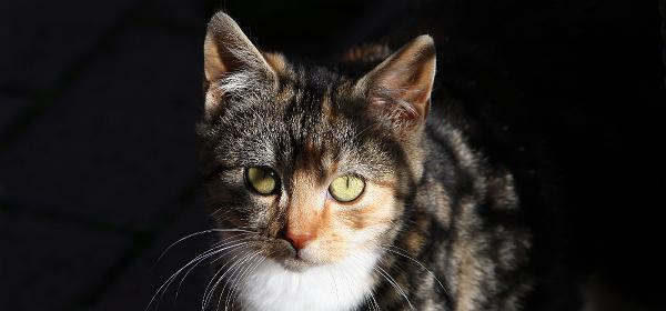 Wilde Hauskatze er/sie hat noch keinen Namen