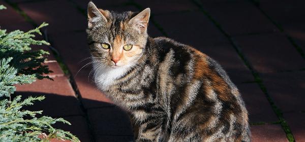 Wilde Hauskatze er/sie hat noch keinen Namen