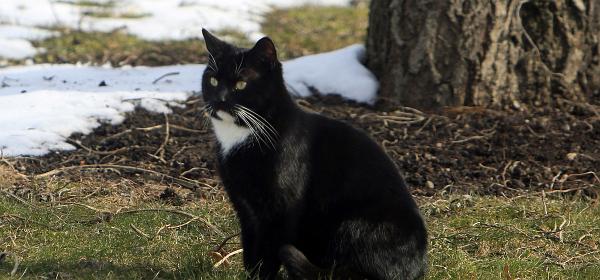 Gustav