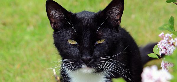 Oskar