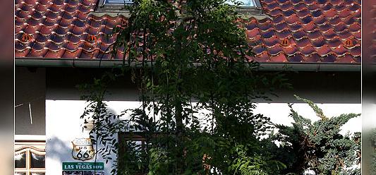 Japanischer Perlenschnurbaum 2014