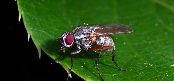 Einheimische Insekten