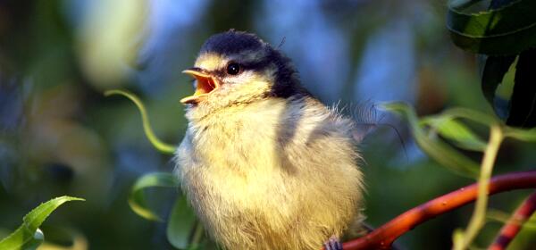 Einheimische Vögel