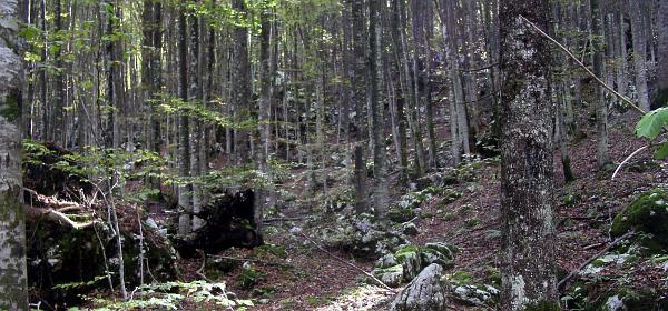 Savica-Wasserfall 10
