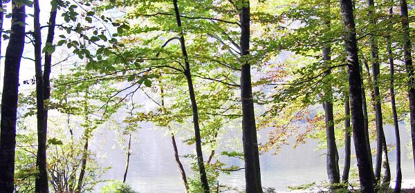 Bohinjer See 7