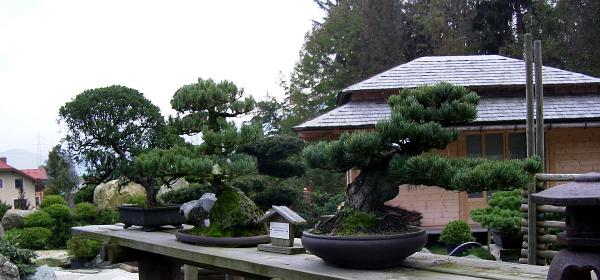 Bonsaimuseum 05