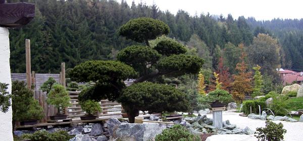 Bonsaimuseum 06