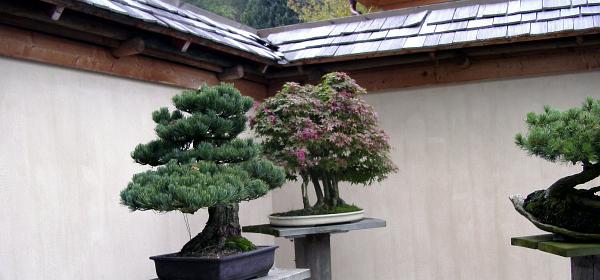 Bonsaimuseum 09