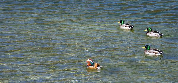 Bohinj See 08