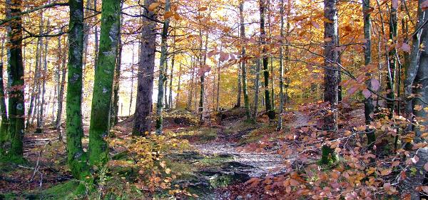 Bohinj See 16