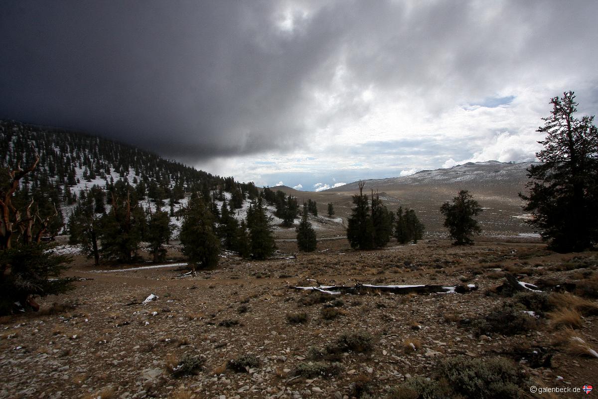 Ancient Bristlecone Pine Forest