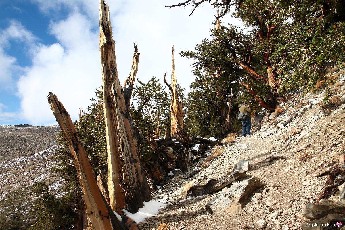 Bristlecone Pine