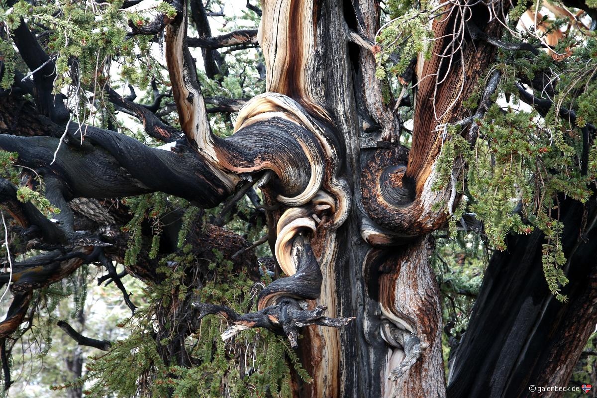Bristlecone Pine
