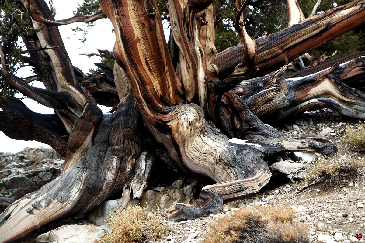 Bristlecone Pine
