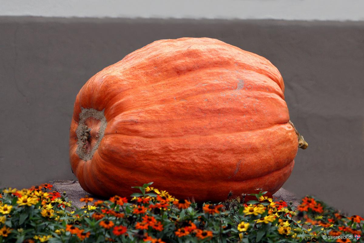 5th Annual Central Coast Great Pumpkin Contest