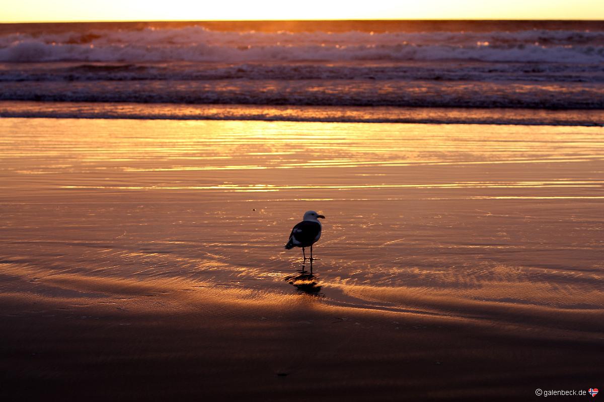 Pismo State Beach