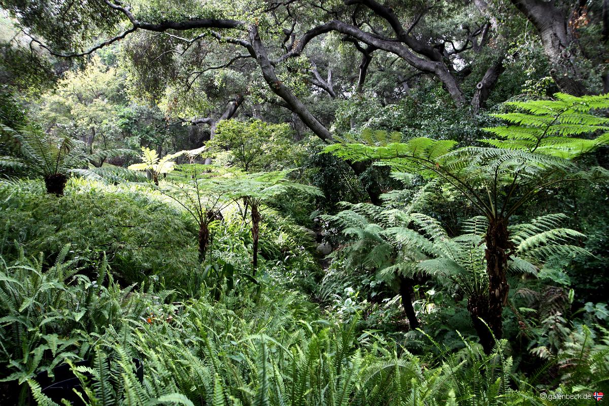 Descanso Gardens