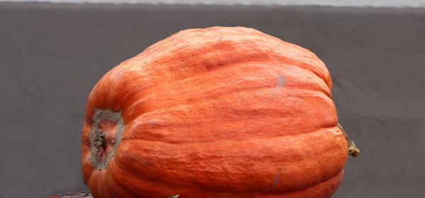 5th Annual Central Coast Great Pumpkin Contest