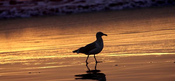 Pismo State Beach