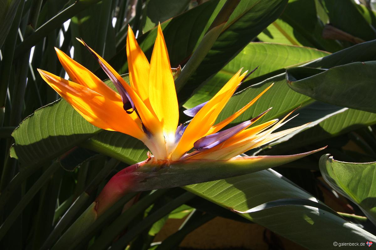 Botanischer Garten Funchal
