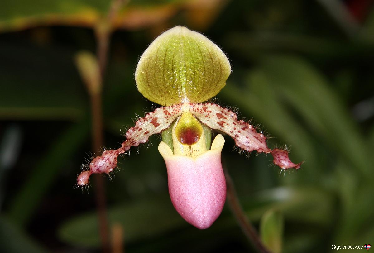 Pregetters Orchideen Garten