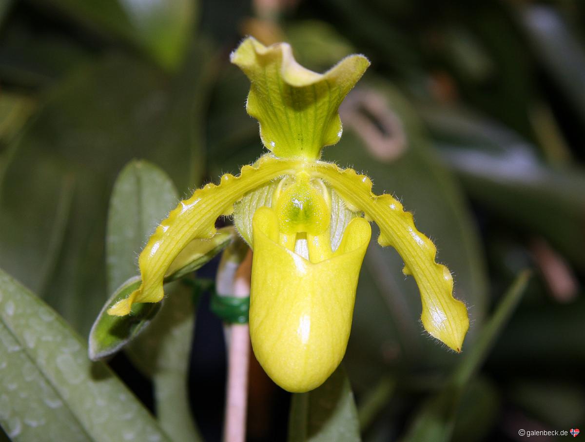 Pregetters Orchideen Garten
