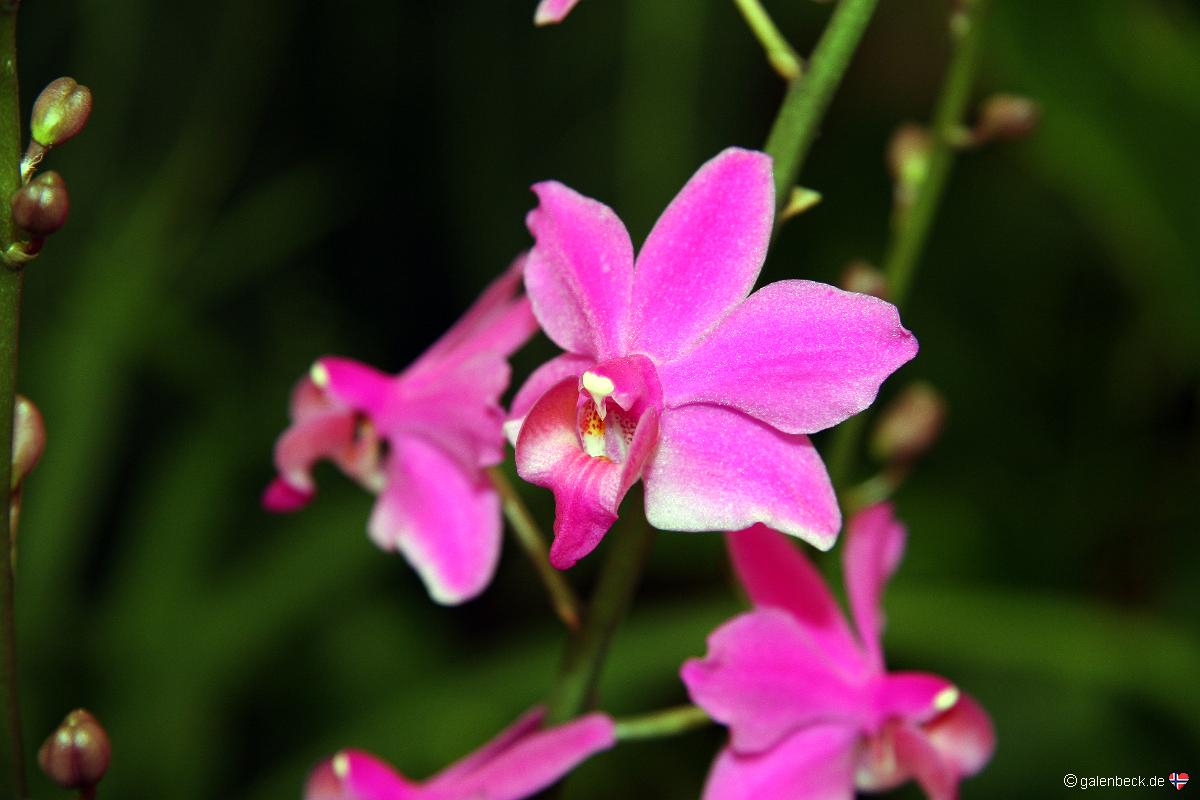 Pregetters Orchid Garden Funchal