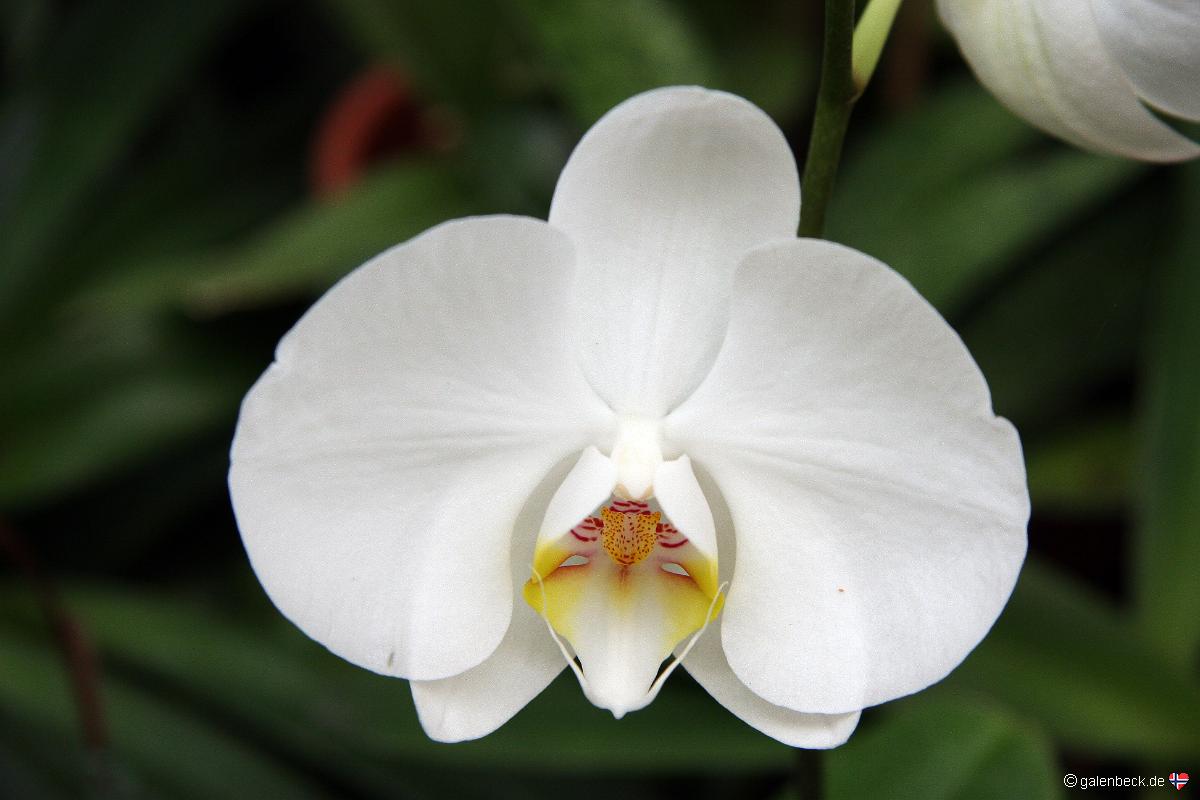 Orchid Garden Funchal