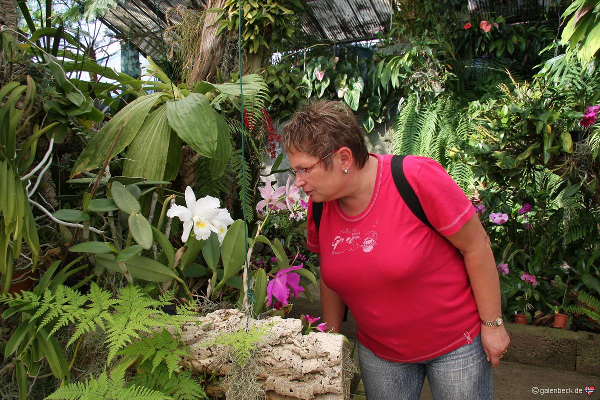 Pregetters Orchid Garden Funchal