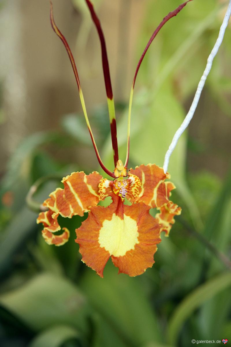 Pregetters Orchid Garden Funchal