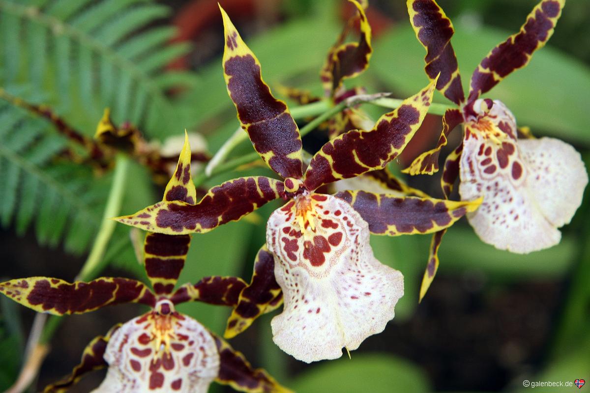 Orchid Garden Funchal