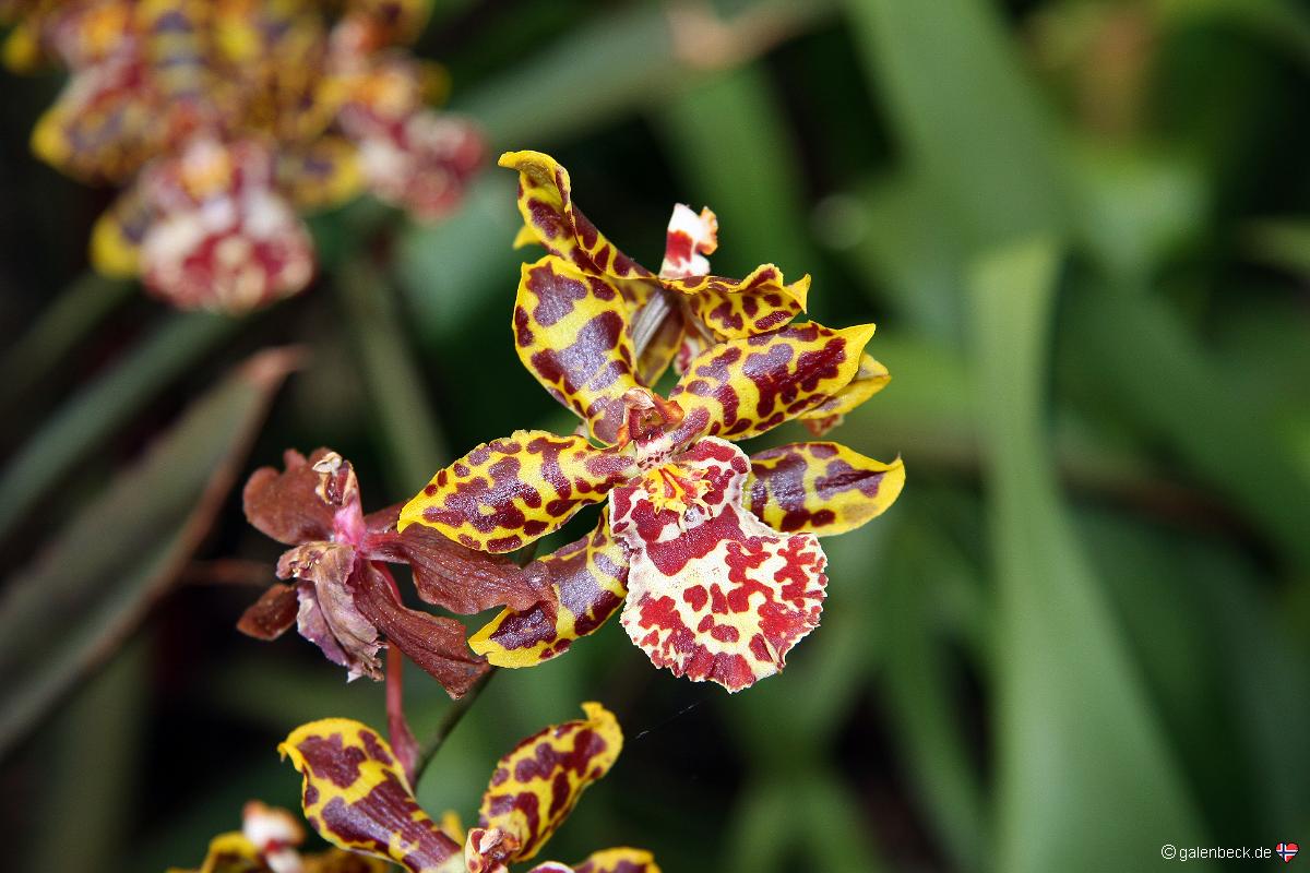 Pregetters Orchid Garden Funchal