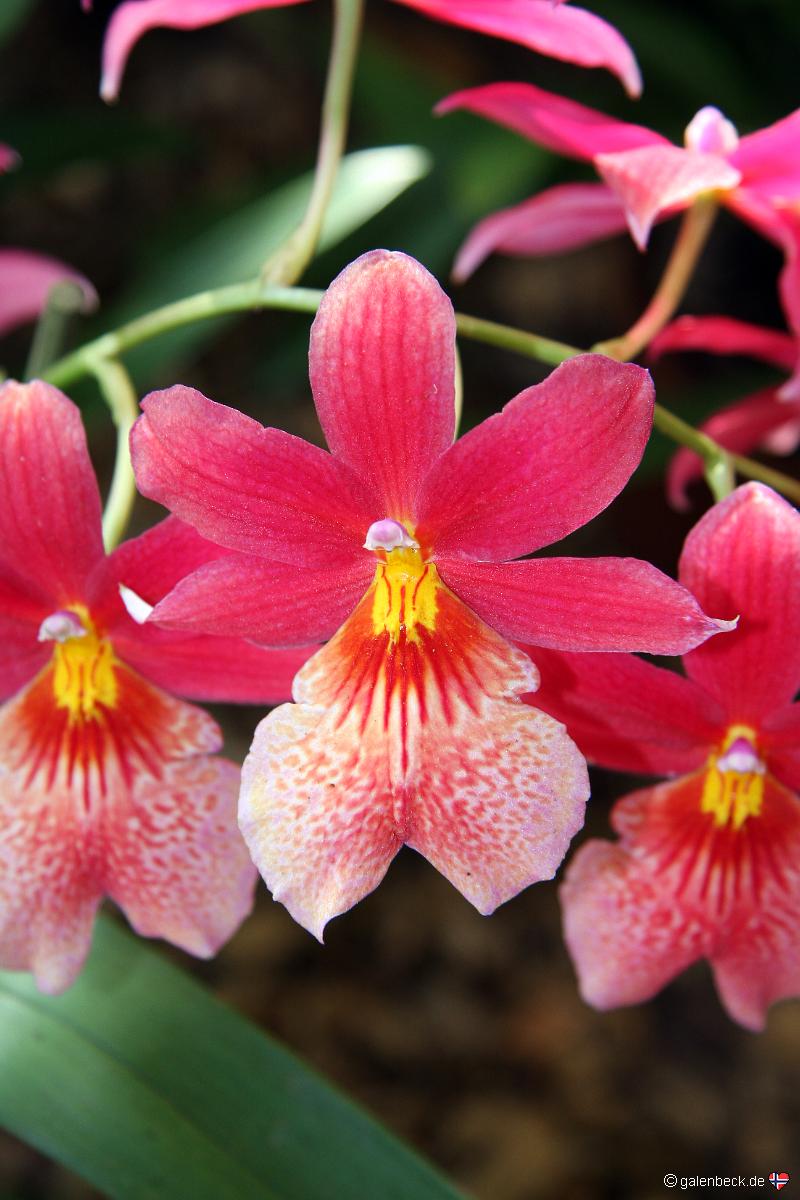 Pregetters Orchid Garden