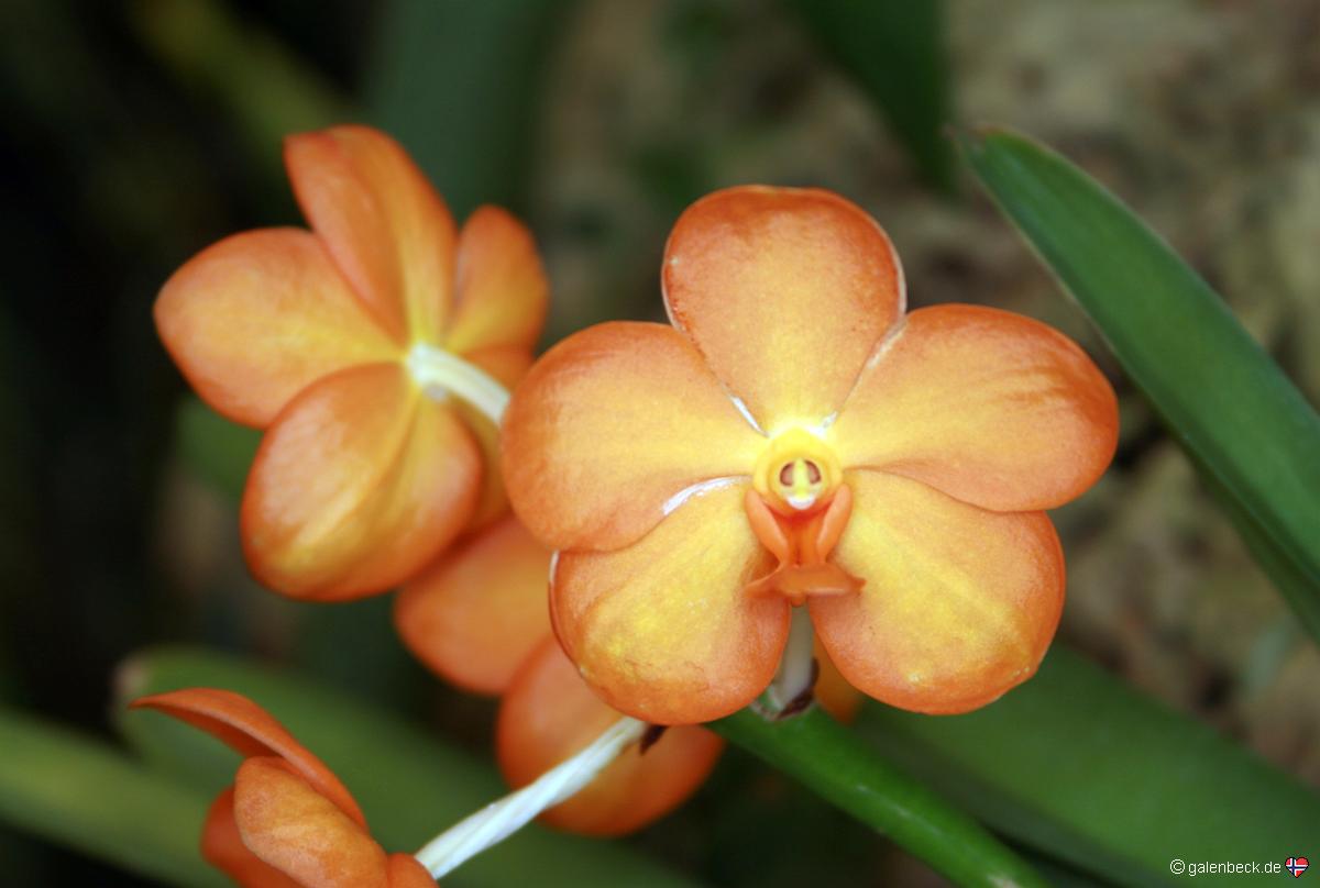 Pregetters Orchid Garden