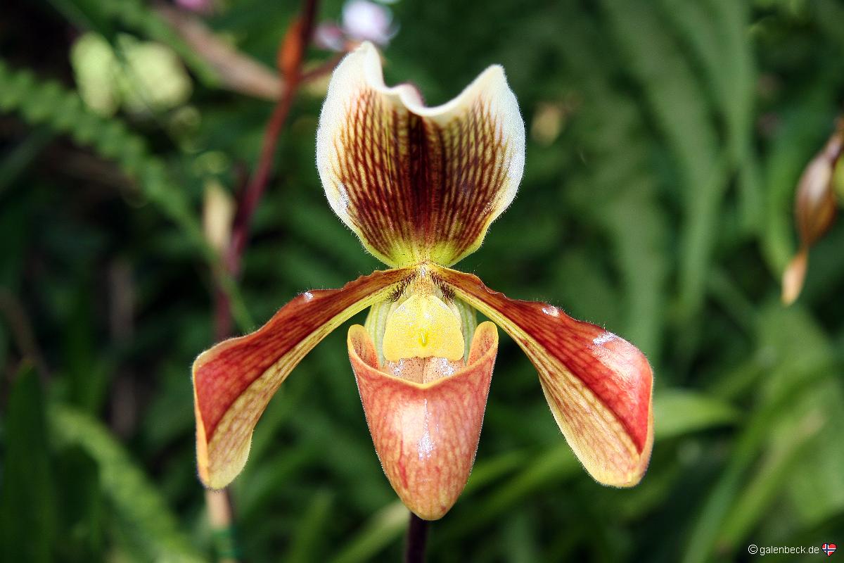 Pregetters Orchideen Garten