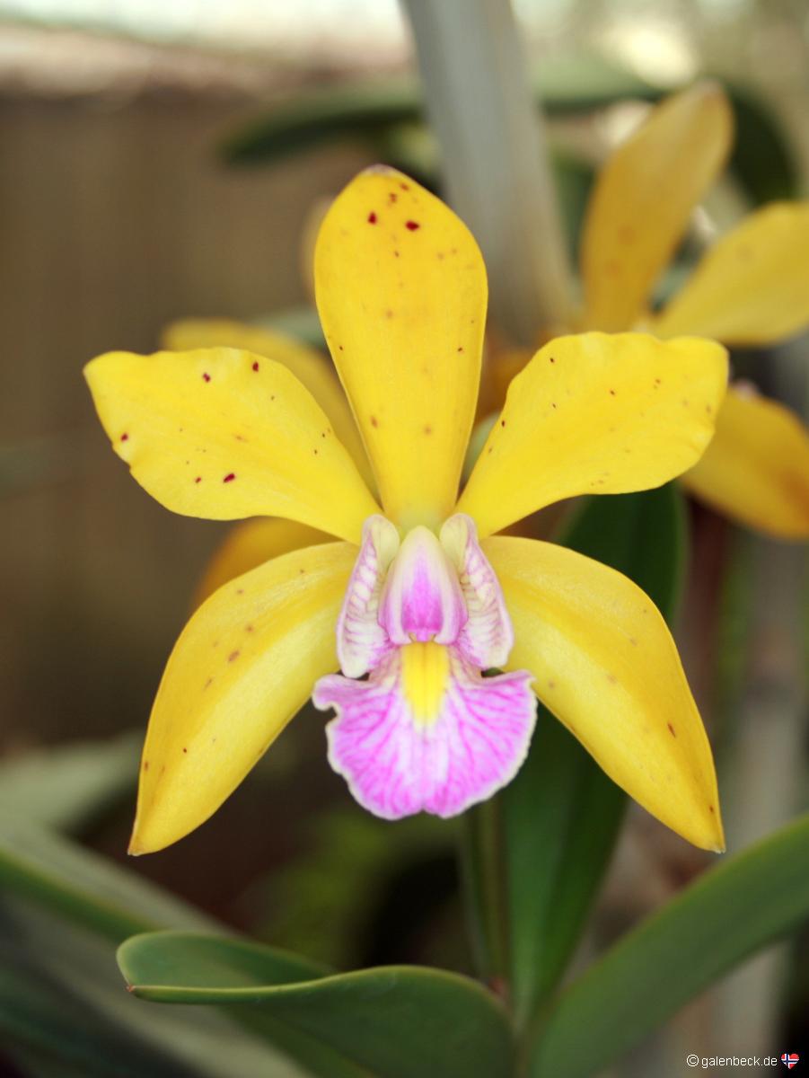 Pregetters Orchid Garden